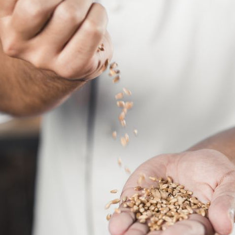 Whole wheat sharbati flour- 10KG